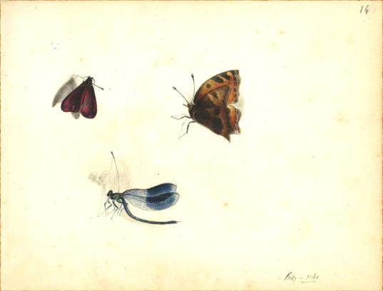 Papillons et libellule par Fortun Parenteau