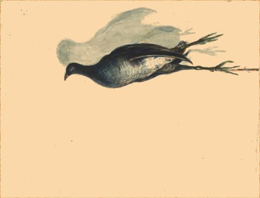 nature morte de volatile par Fortun Parenteau